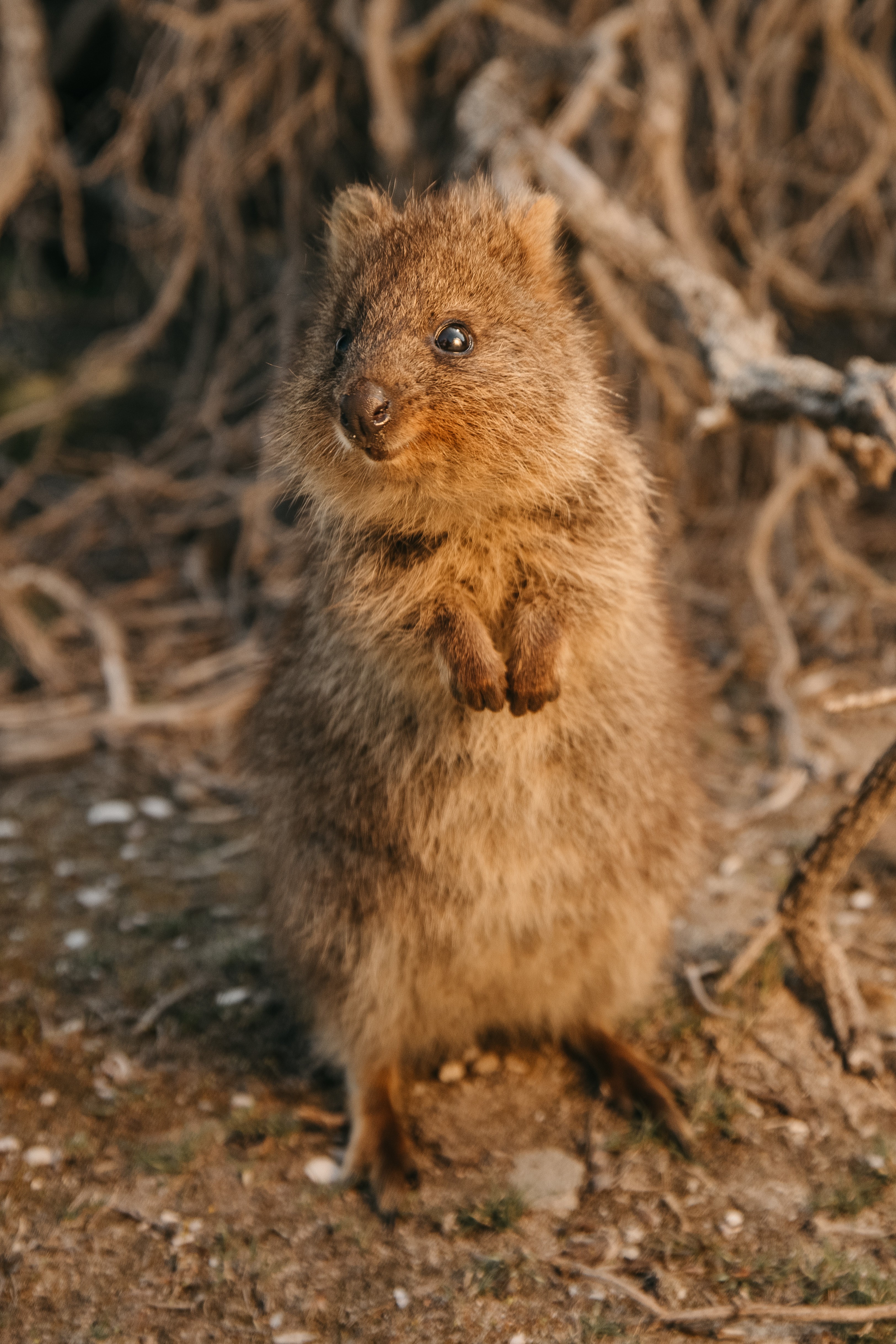 Aus wa rottnest island quokka credit Tourism Western Australia 1