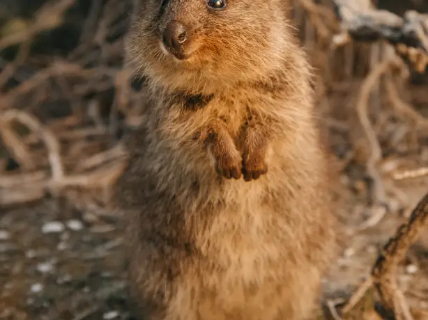 Aus wa rottnest island quokka credit Tourism Western Australia 1