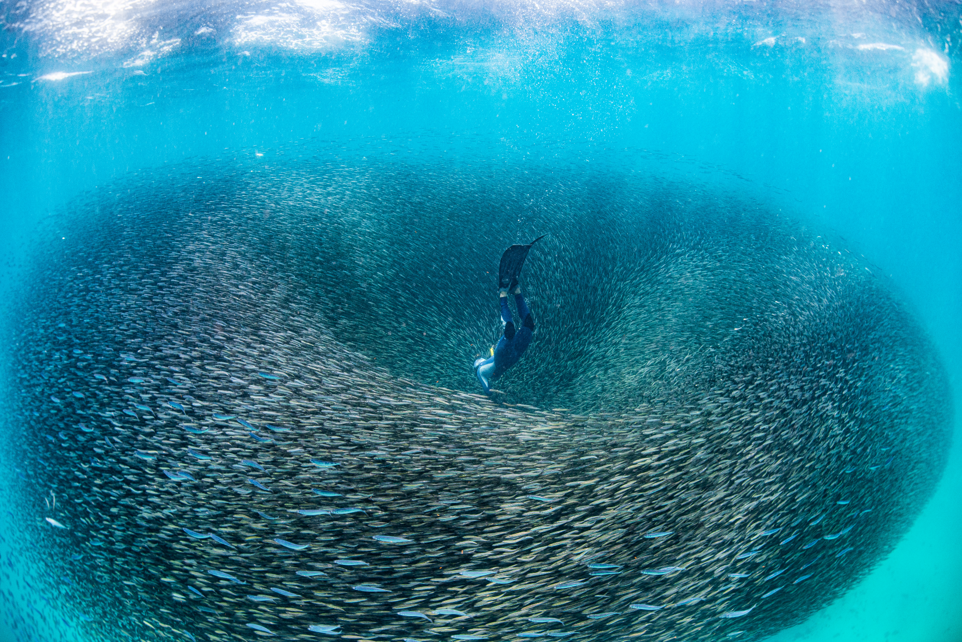 Australien Westaustralien Fischschwarm Ningaloo Riff