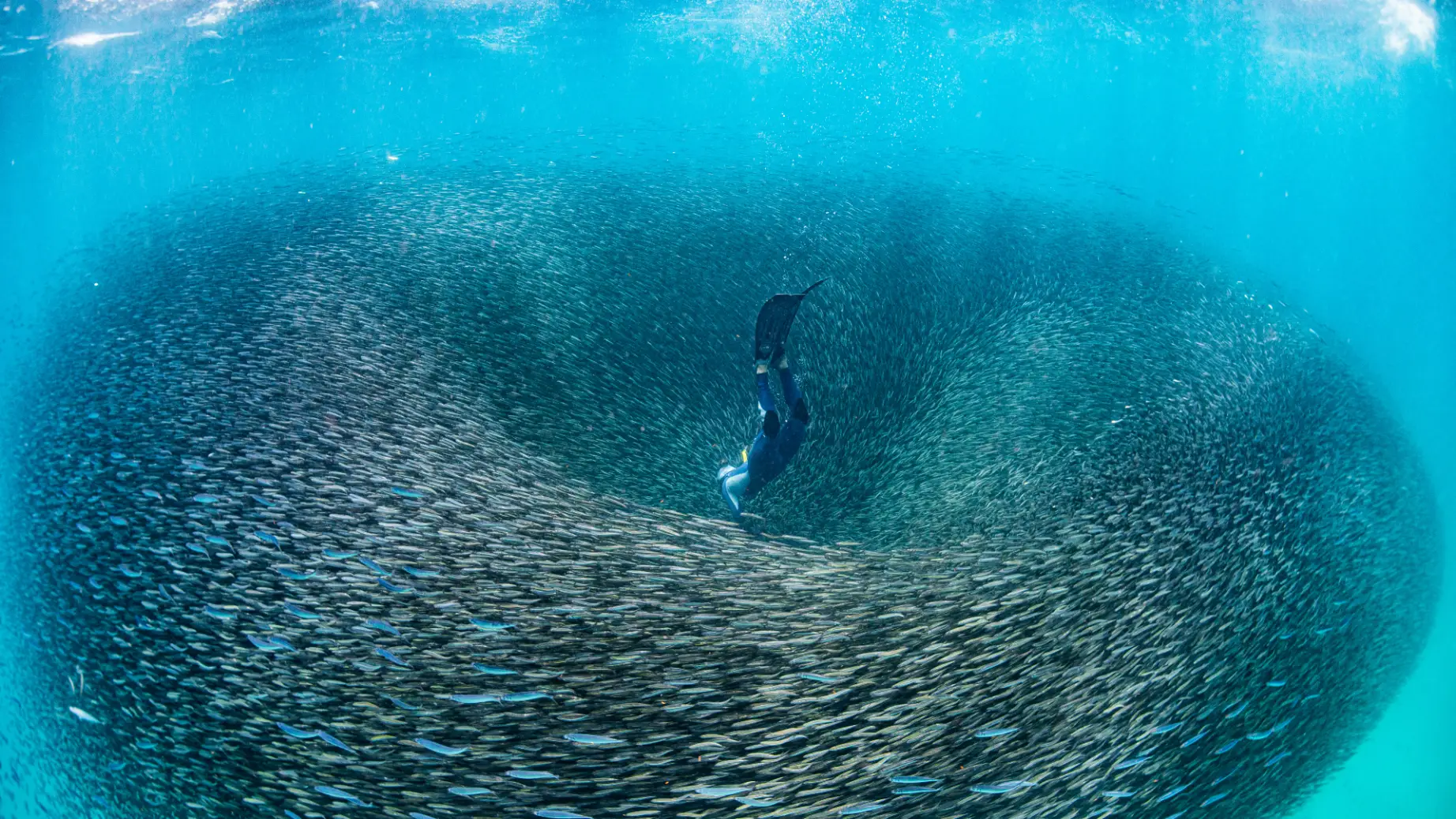 Australien Westaustralien Fischschwarm Ningaloo Riff