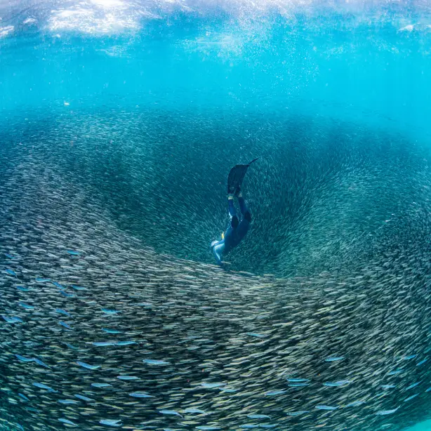 Australien Westaustralien Fischschwarm Ningaloo Riff