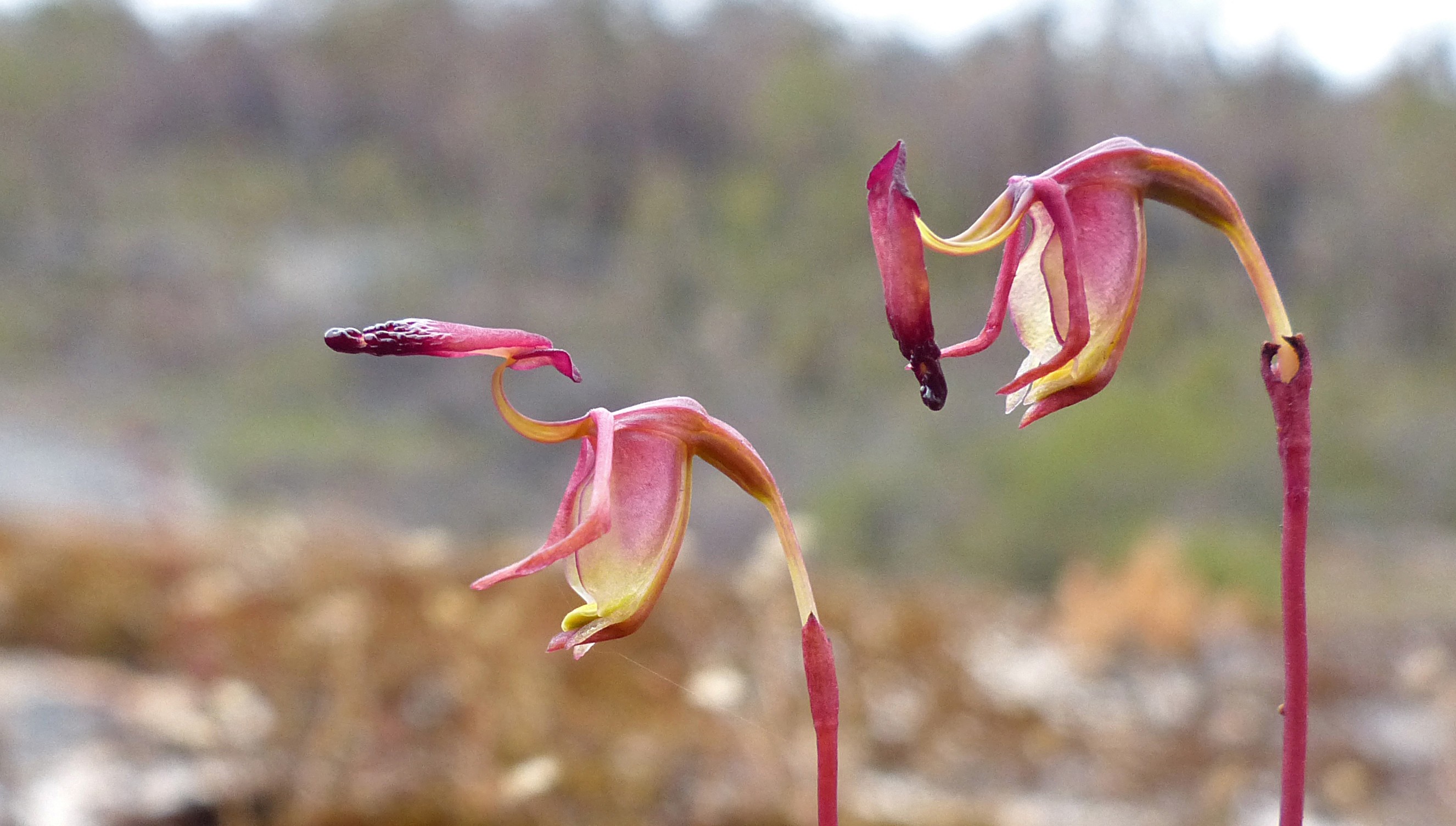 australia-kangaroo-island-rare-plant-growing-back-after-bushfires