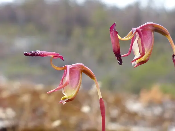 australia-kangaroo-island-rare-plant-growing-back-after-bushfires