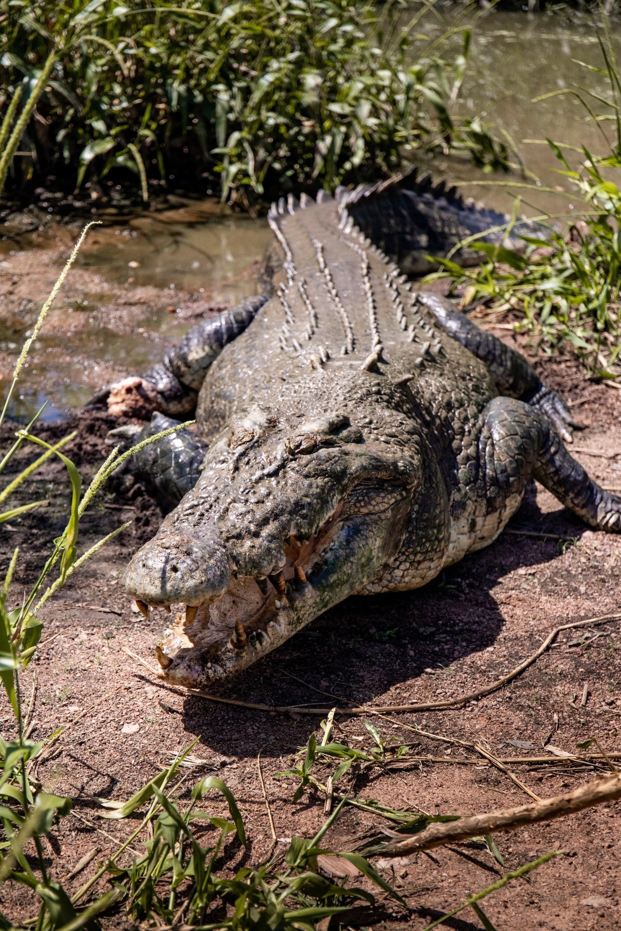 1 Aus nt crocodile credit Liam Neal