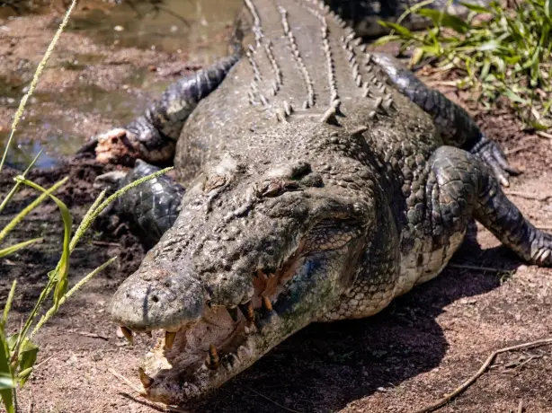 1 Aus nt crocodile credit Liam Neal