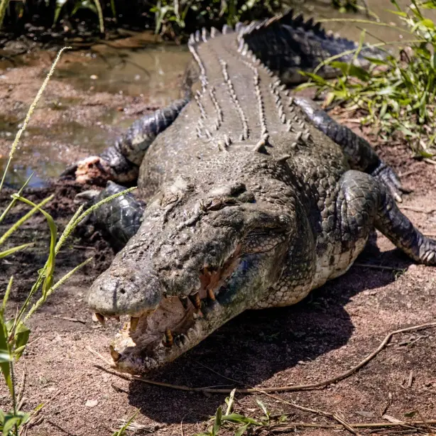 1 Aus nt crocodile credit Liam Neal