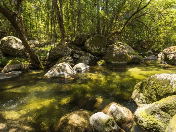 Aus qld mossman gorge