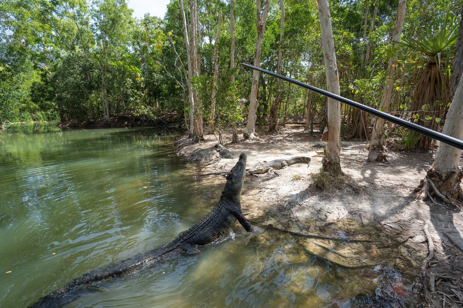 1 Aus qld cairns Hartleys Crocodile Adventures credit Tourism and Events Queensland