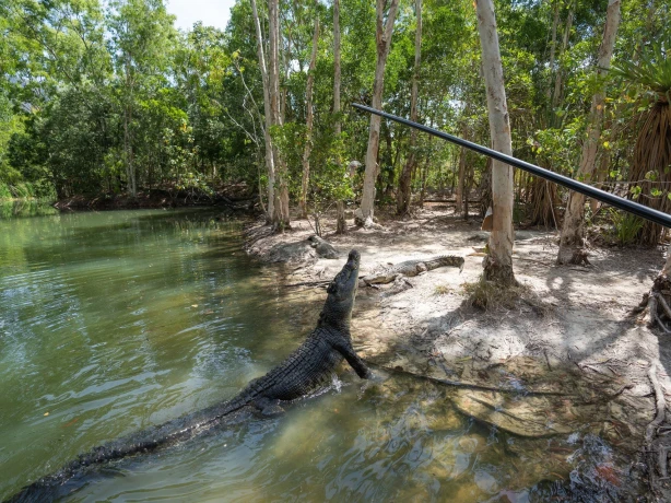 1 Aus qld cairns Hartleys Crocodile Adventures credit Tourism and Events Queensland