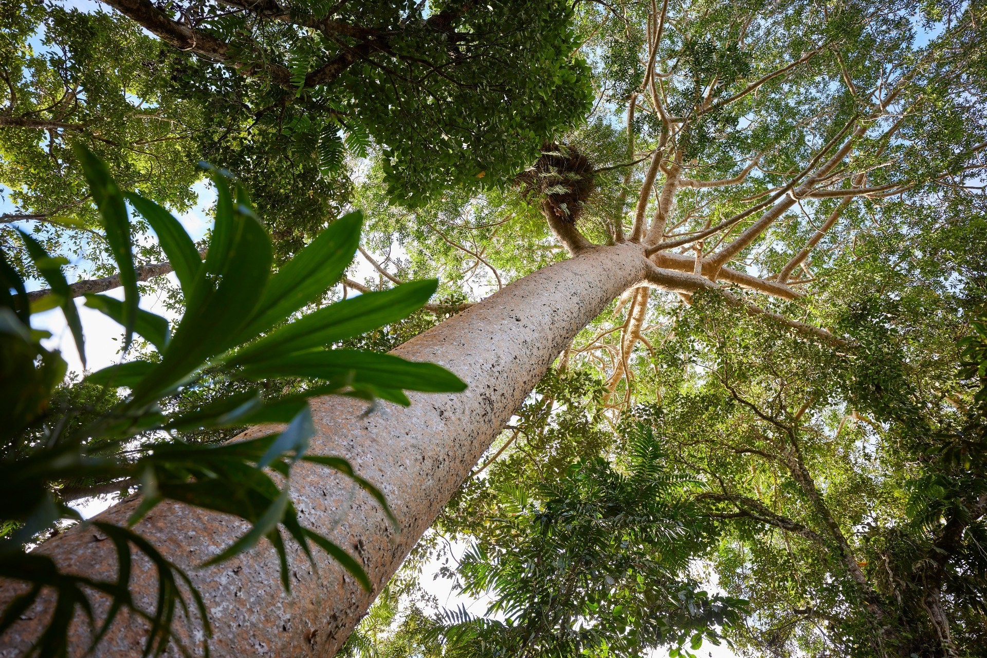 1 Aus qld cairns Skyrail Rainforest Cableway 1 credit Tourism and Events Queensland