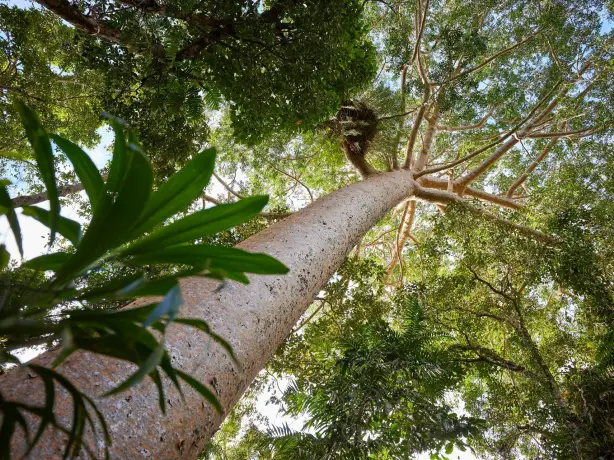 1 Aus qld cairns Skyrail Rainforest Cableway 1 credit Tourism and Events Queensland
