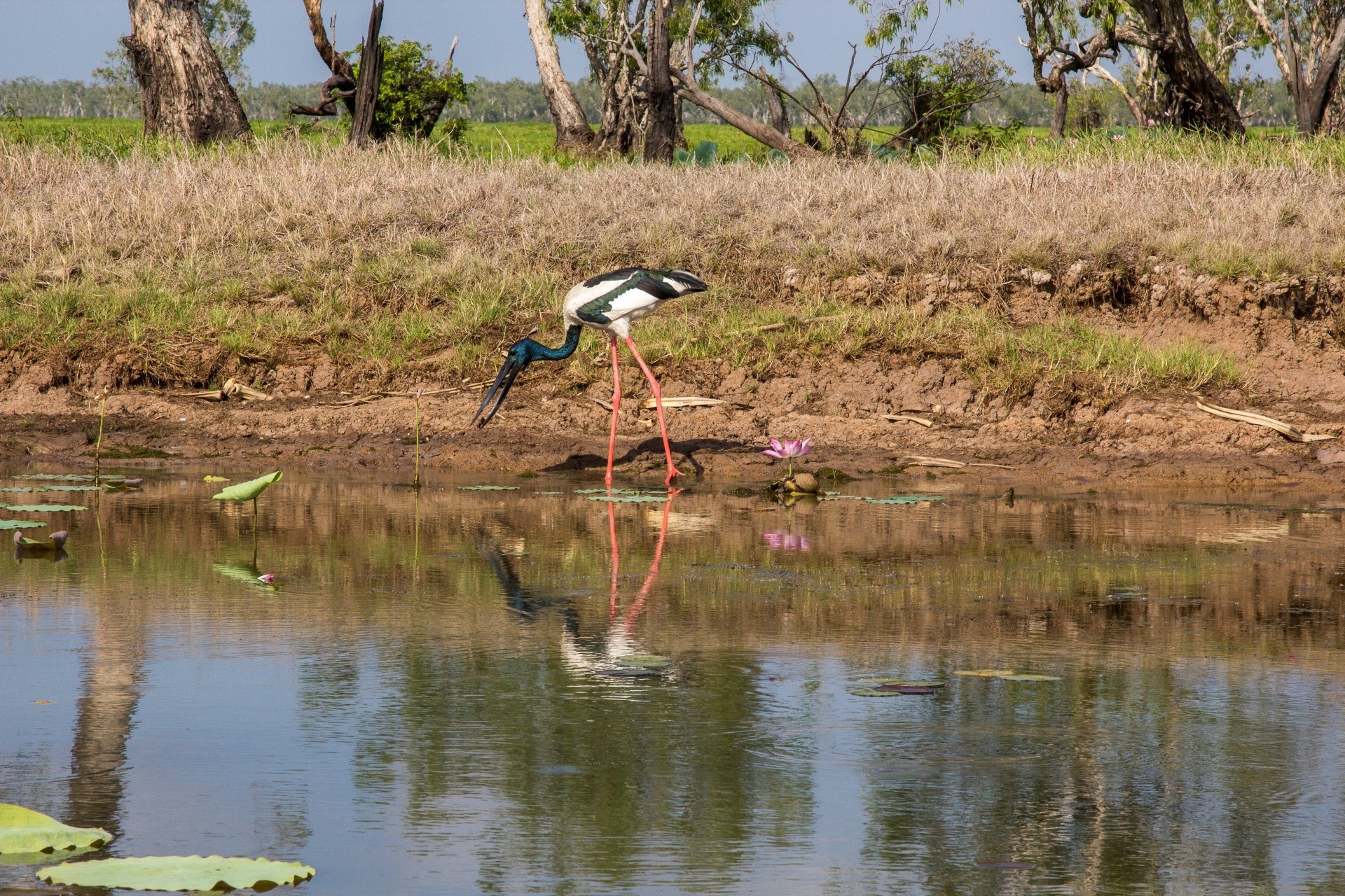 1 Yellow Water Kakadu National Park NT credit Tourism Australia