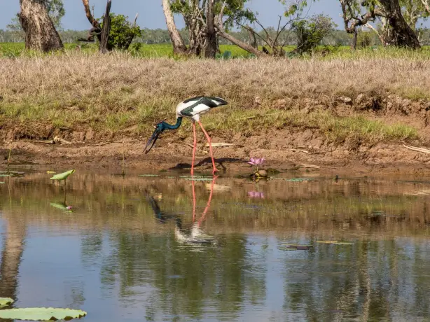 1 Yellow Water Kakadu National Park NT credit Tourism Australia