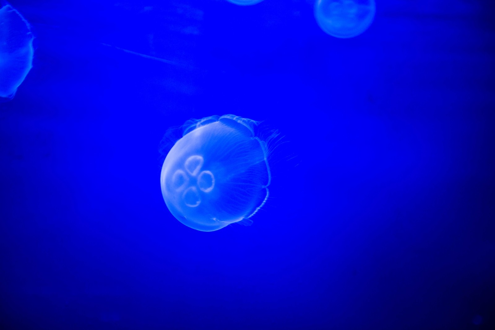 8x gevaarlijke dieren jelly fish credit www flickr comphotos15216811 N06