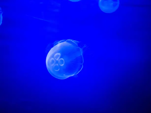 8x gevaarlijke dieren jelly fish credit www flickr comphotos15216811 N06