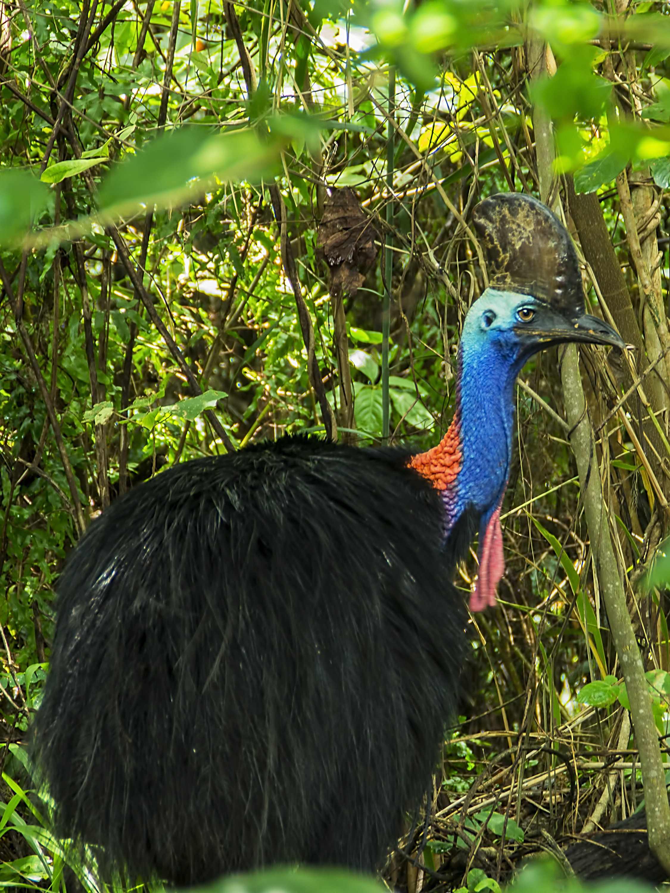 aus cassowary