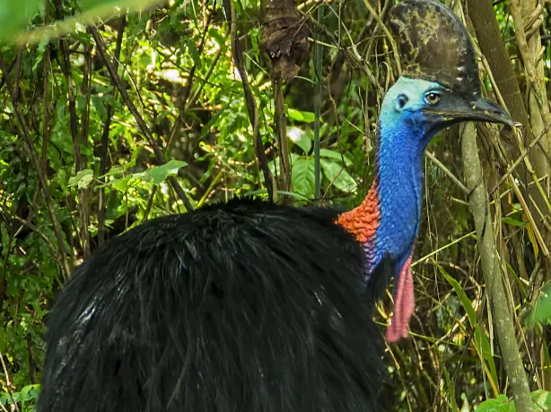 aus cassowary