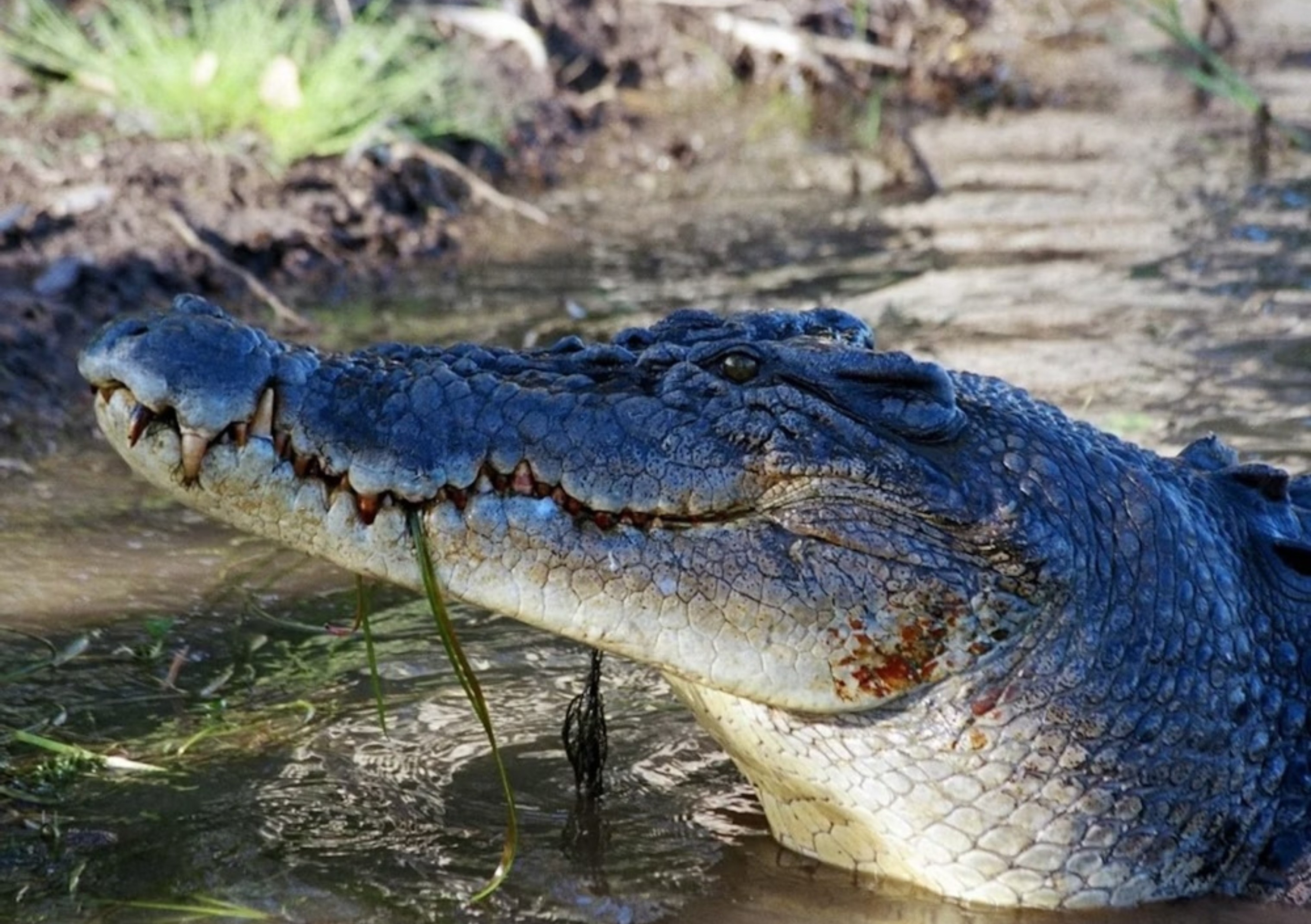 Crocodile Daintree River