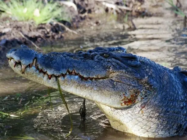 Crocodile Daintree River