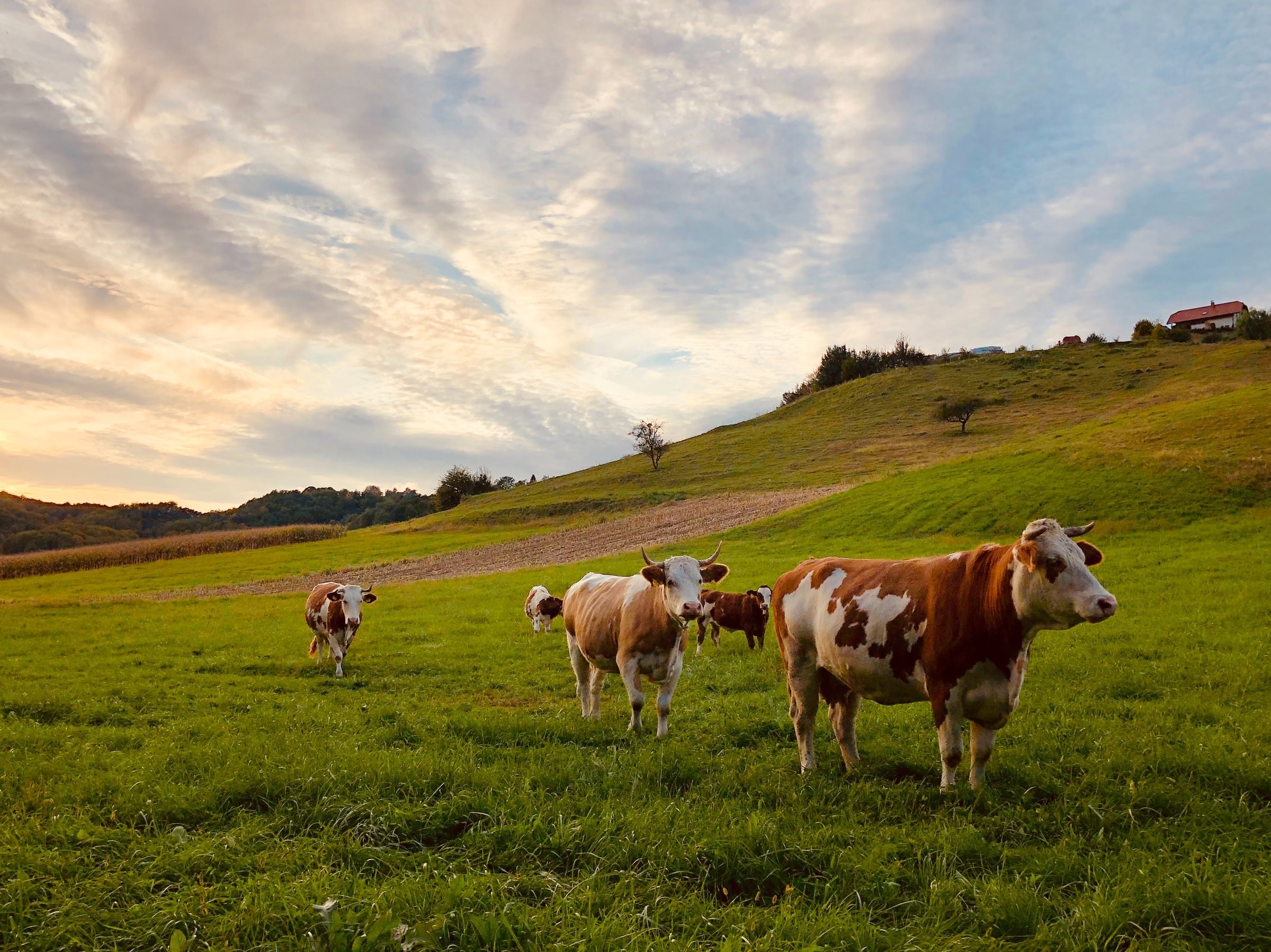 Aus Nt barley tablelands david dolenc unsplash