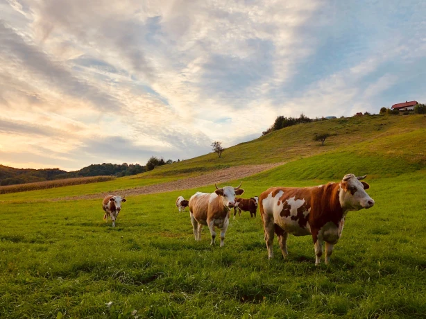 Aus Nt barley tablelands david dolenc unsplash