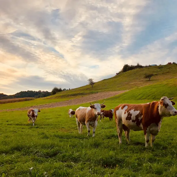 Aus Nt barley tablelands david dolenc unsplash