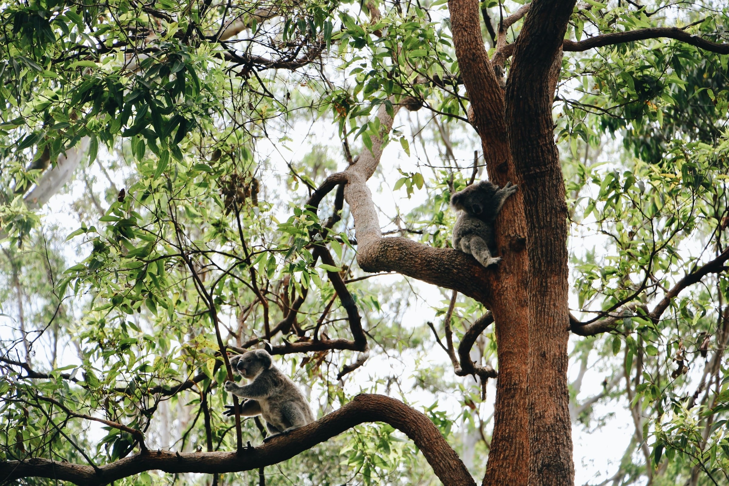 Aus Port Macquarie nsw koalas ellena mcguinness unsplash