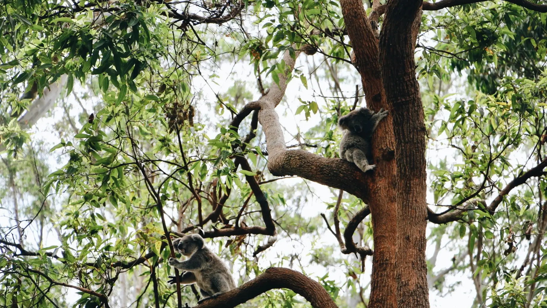 Aus Port Macquarie nsw koalas ellena mcguinness unsplash