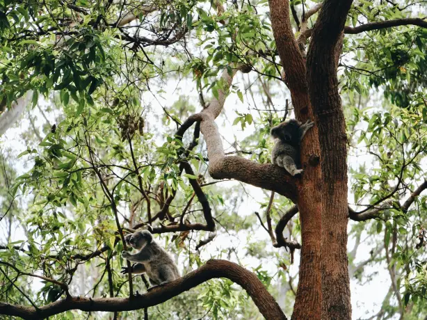 Aus Port Macquarie nsw koalas ellena mcguinness unsplash
