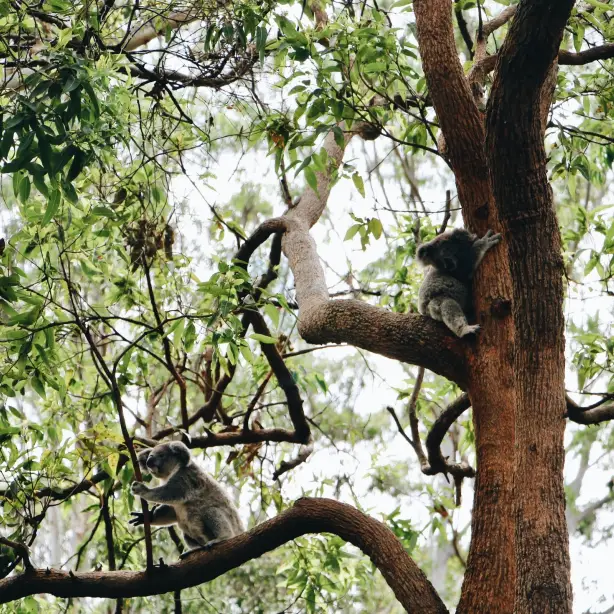 Aus Port Macquarie nsw koalas ellena mcguinness unsplash