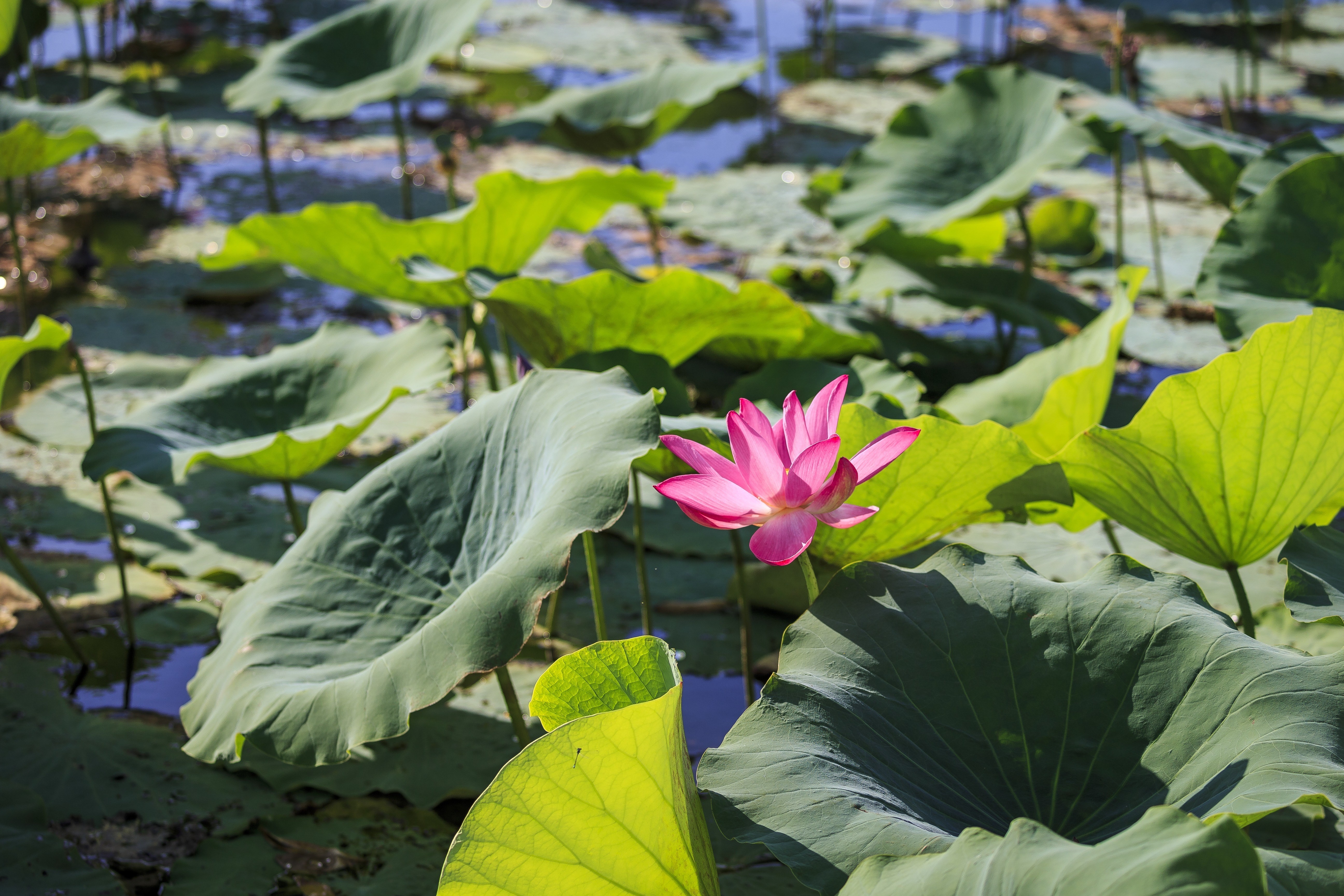 Aus Waterlilies in Kakadu Darwin NT credit Tourism Australia