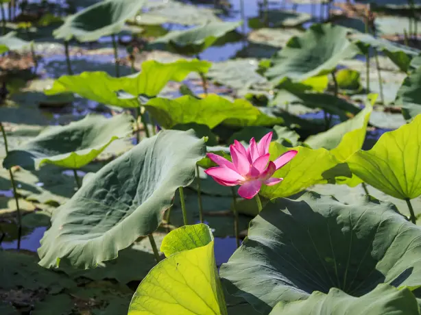 Aus Waterlilies in Kakadu Darwin NT credit Tourism Australia