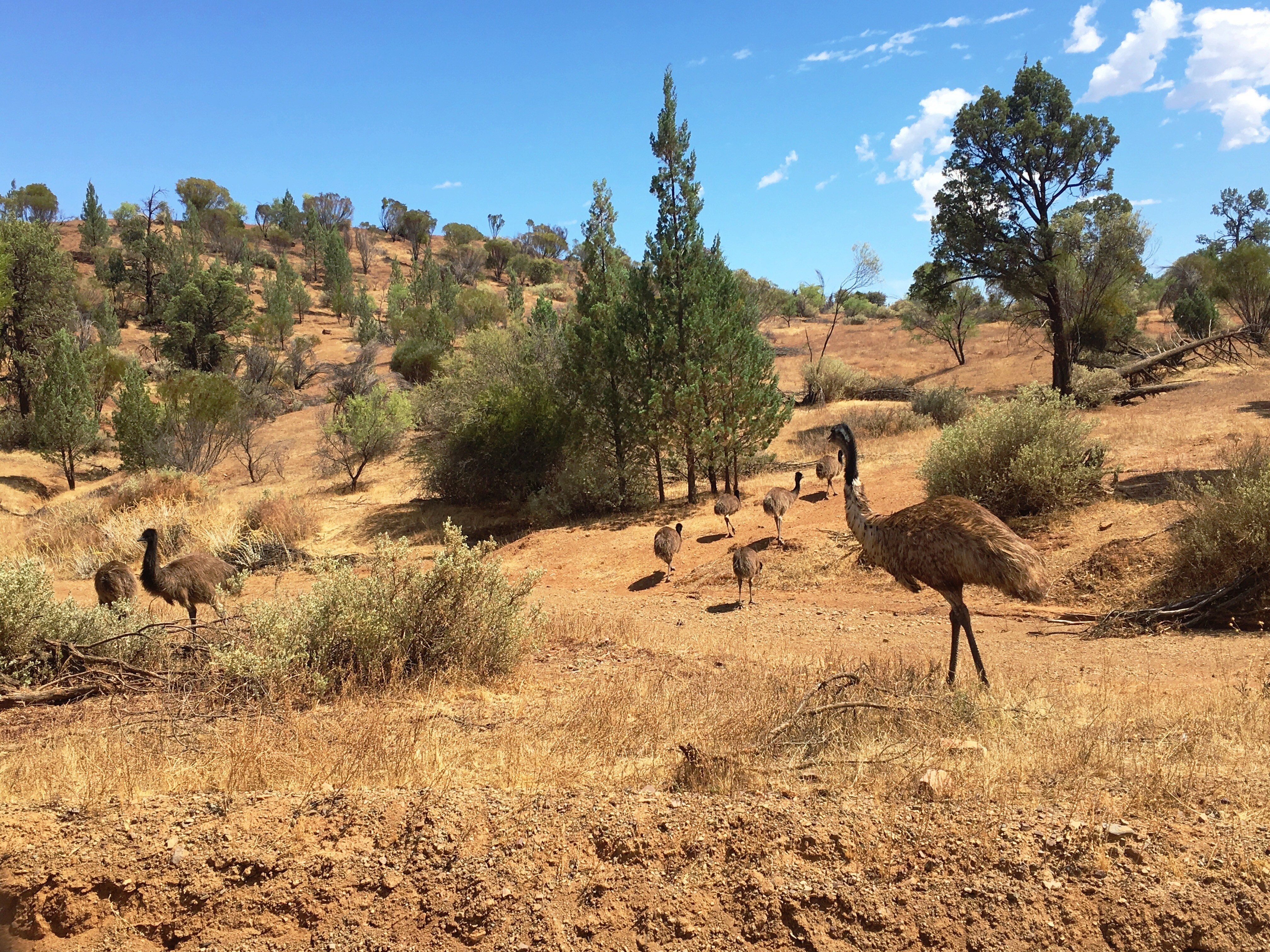Aus Wilpena Pound Resort SA 1