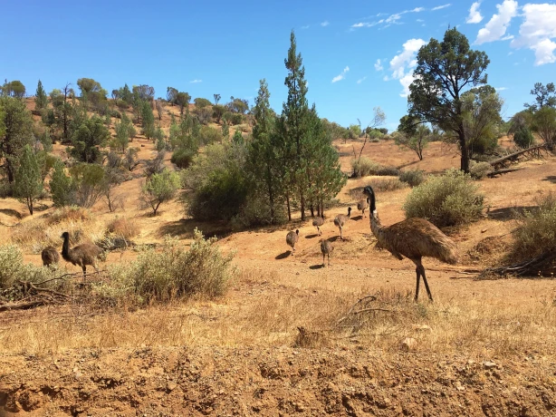 Aus Wilpena Pound Resort SA 1