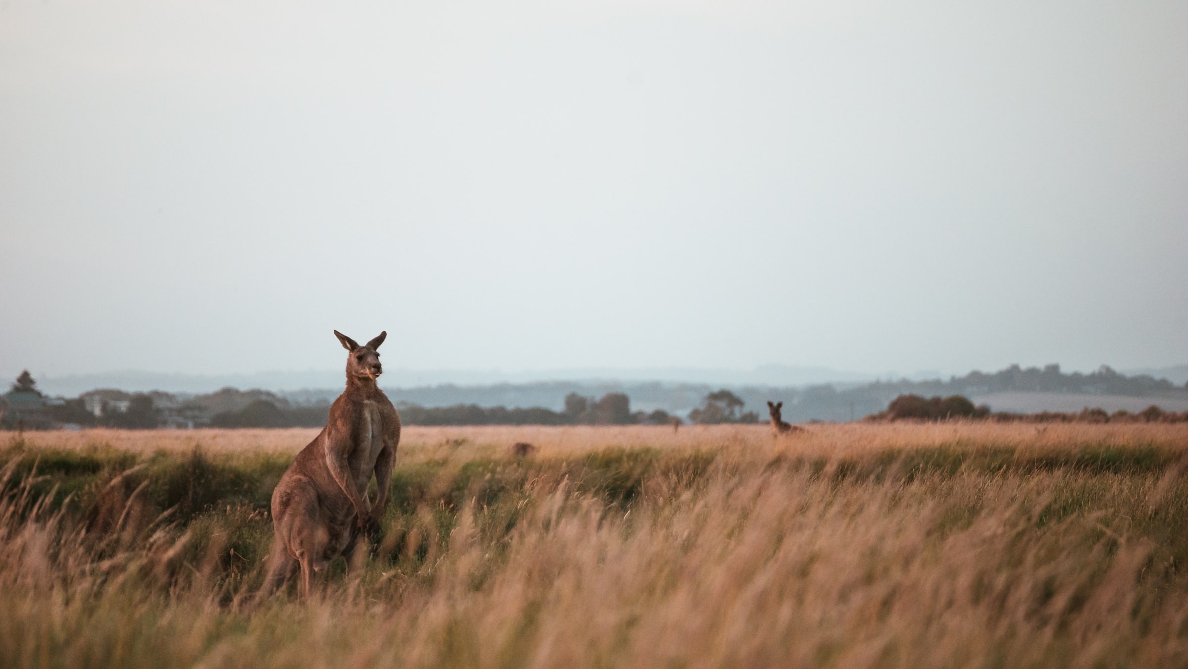 Aus nt big red kangaroo alice springs harrison broadbent unsplash