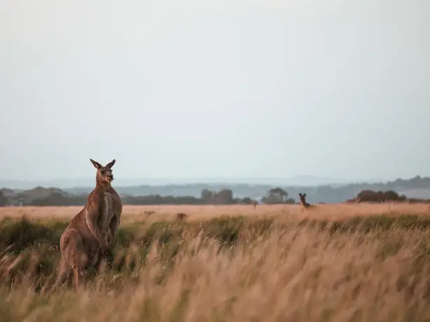 Aus nt big red kangaroo alice springs harrison broadbent unsplash