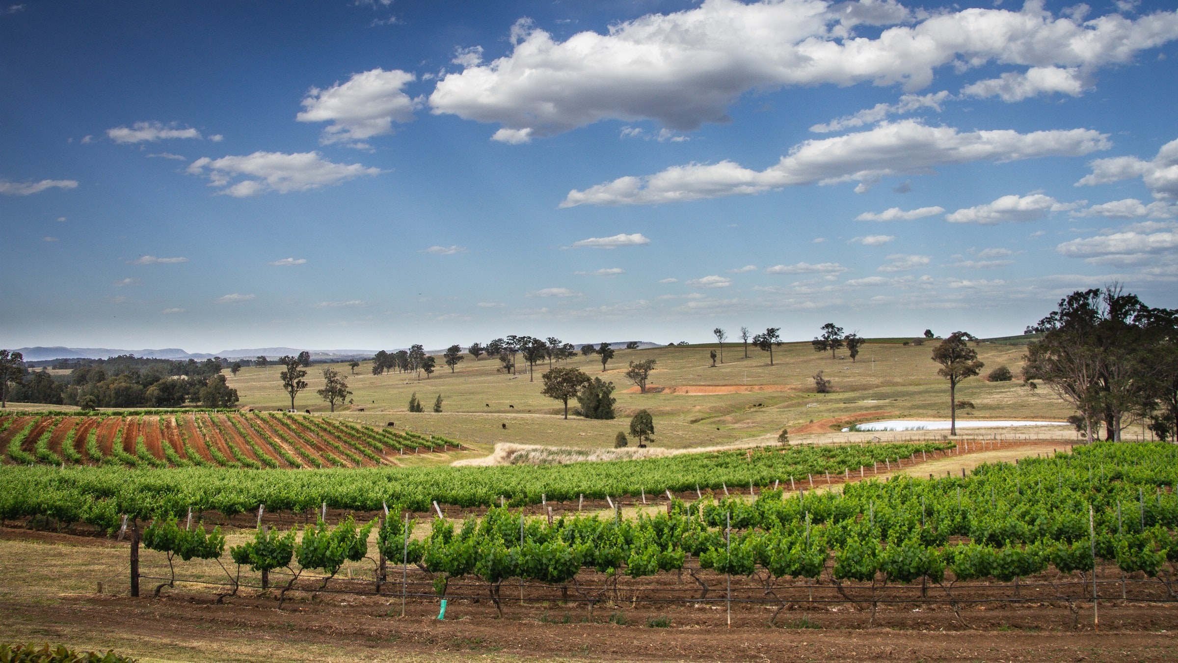 Australien new south wales hunter valley weinberge weinanbau