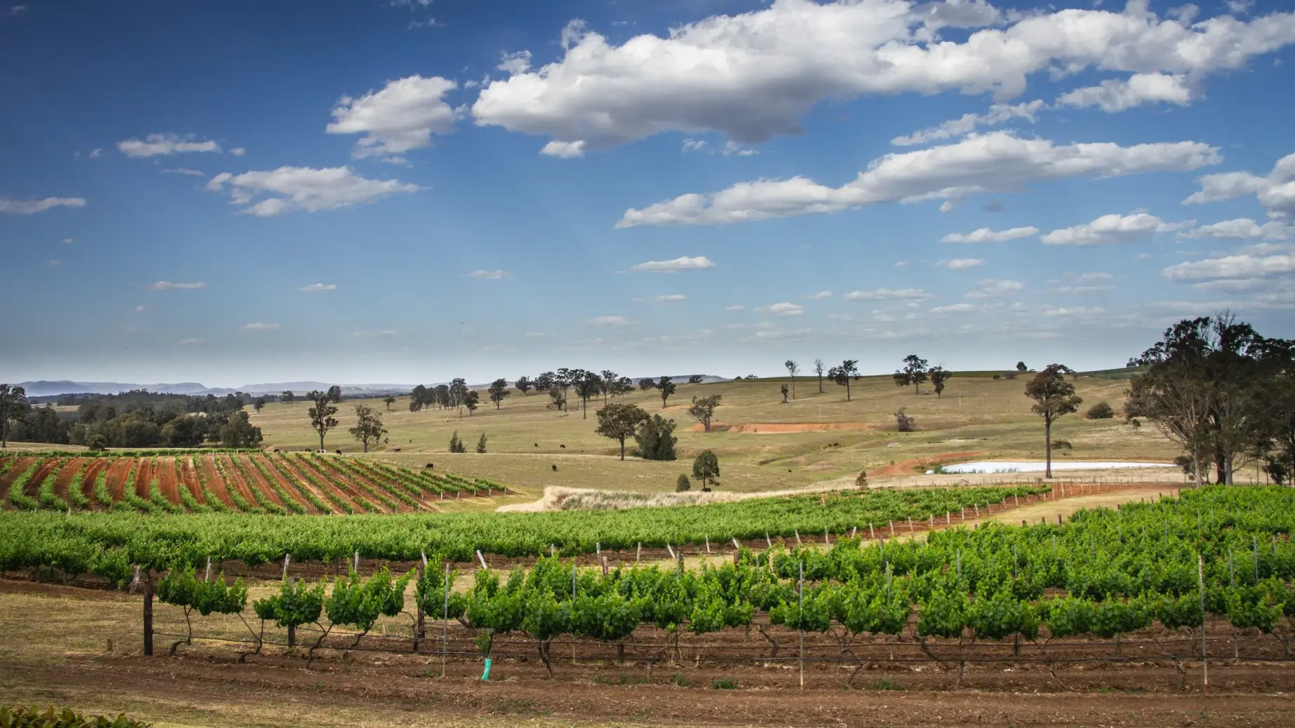 Australien new south wales hunter valley weinberge weinanbau