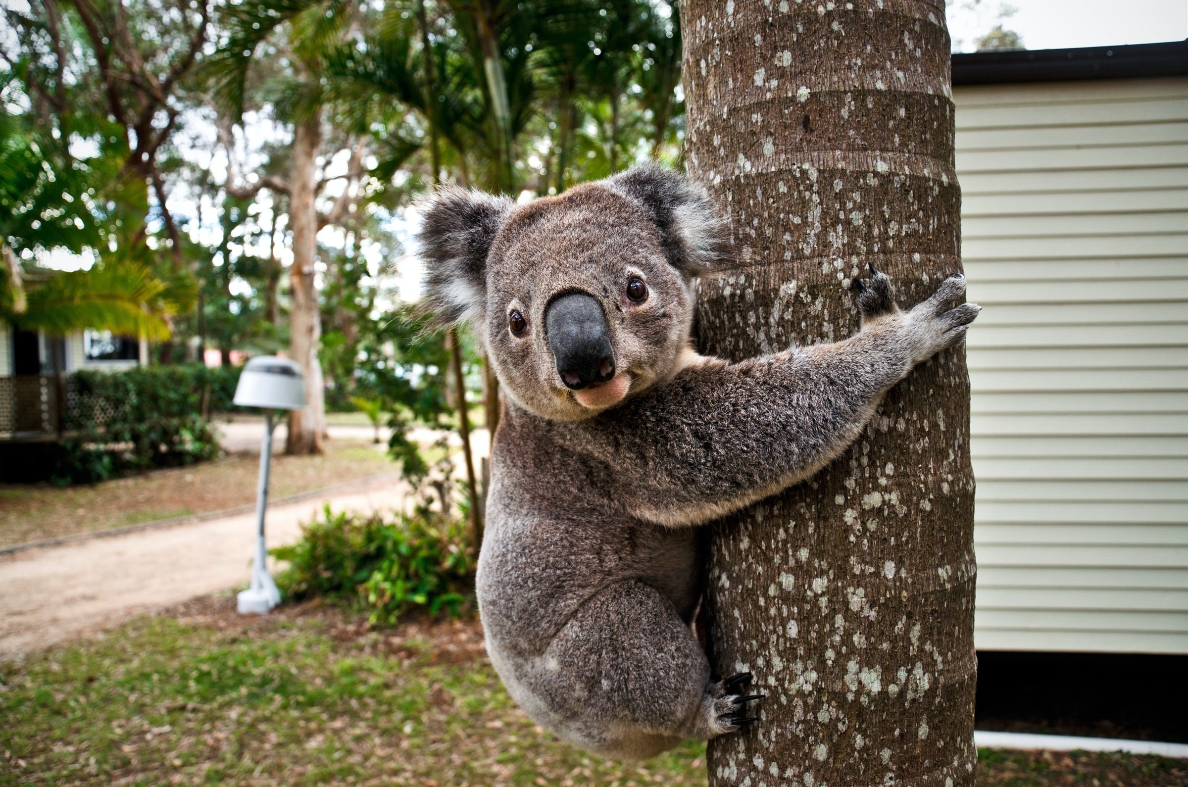 Aus nsw koala lukas tennie unsplash