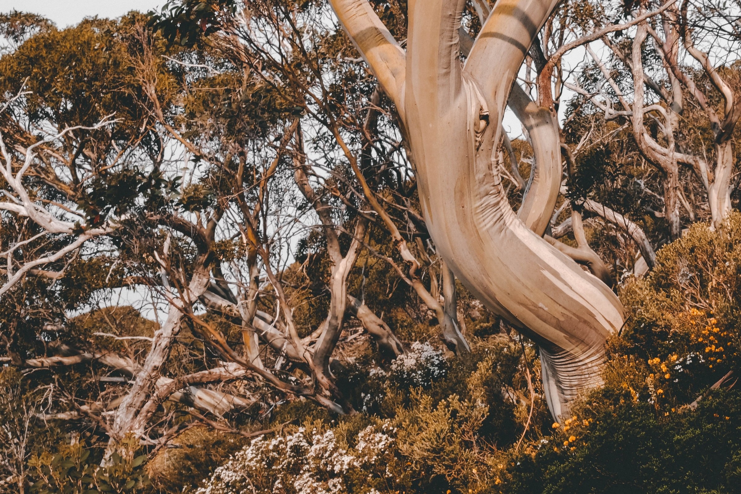 Aus nsw mount kosciuszko national park kate trifo unsplash