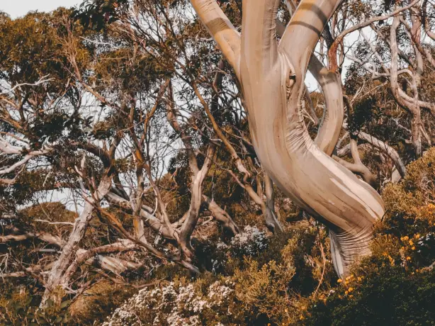 Aus nsw mount kosciuszko national park kate trifo unsplash