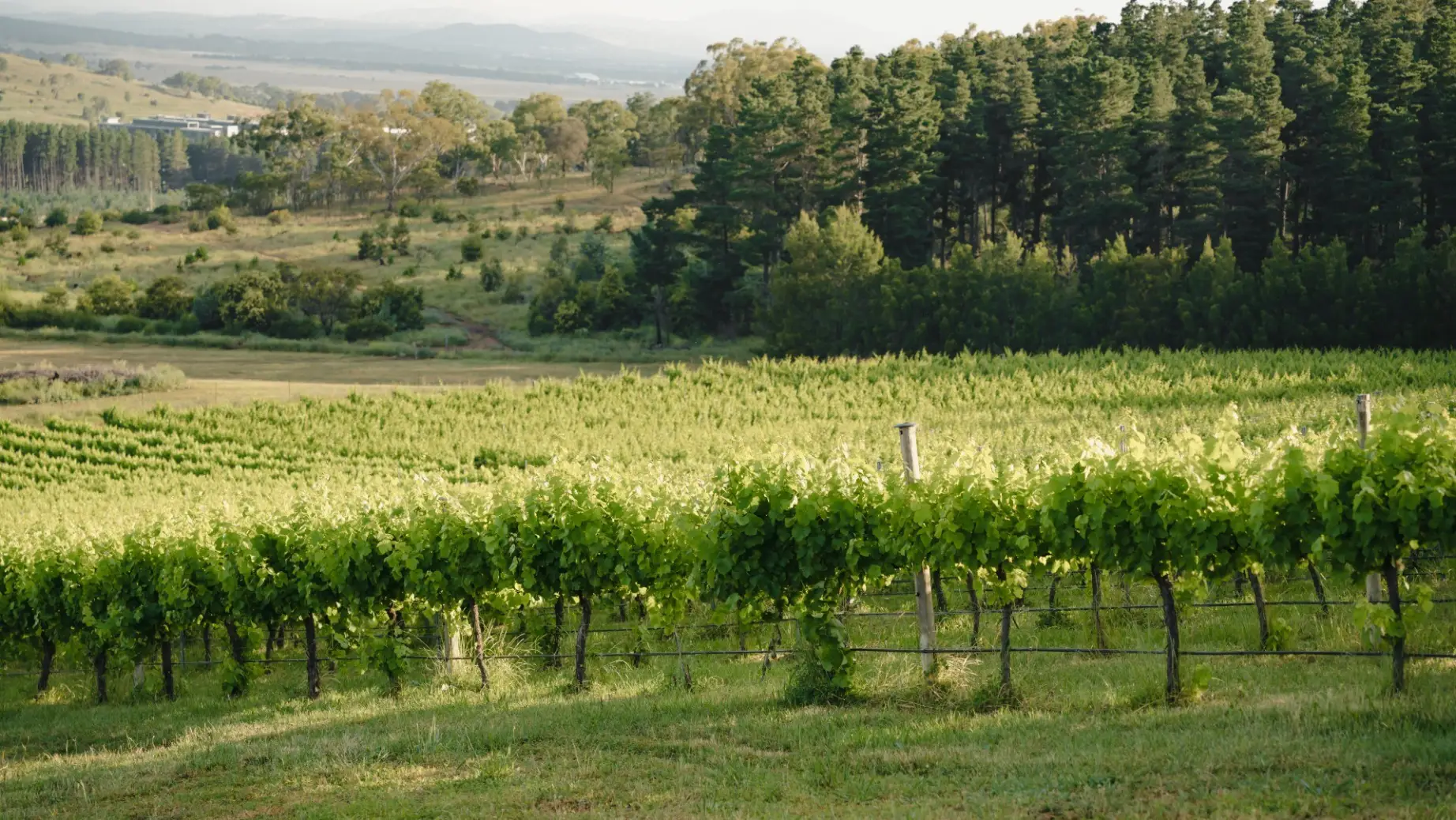 Aus act winery 1credit Tourism Australia