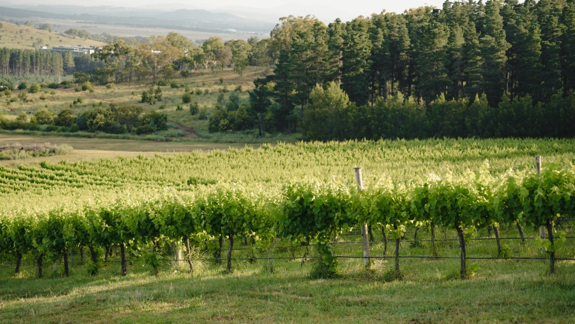 Aus act winery 1credit Tourism Australia