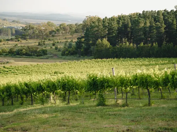 Aus act winery 1credit Tourism Australia