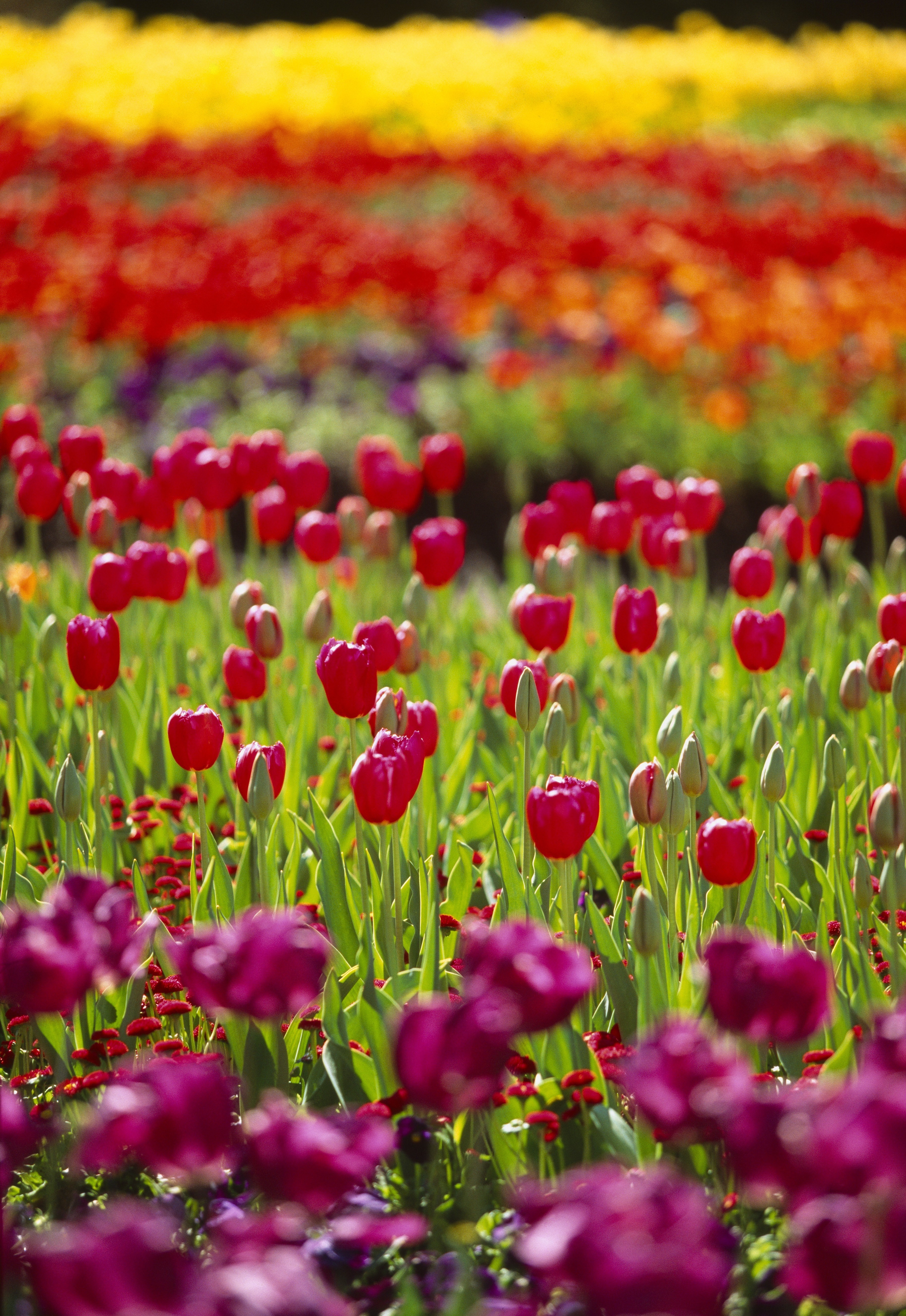 Aus act flower festival credit Tourism Australia