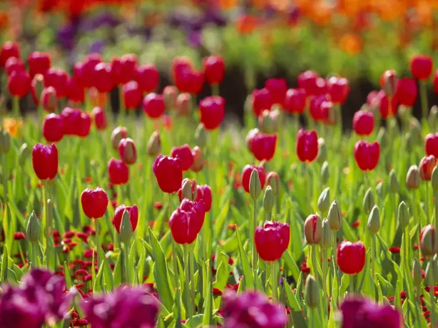Aus act flower festival credit Tourism Australia
