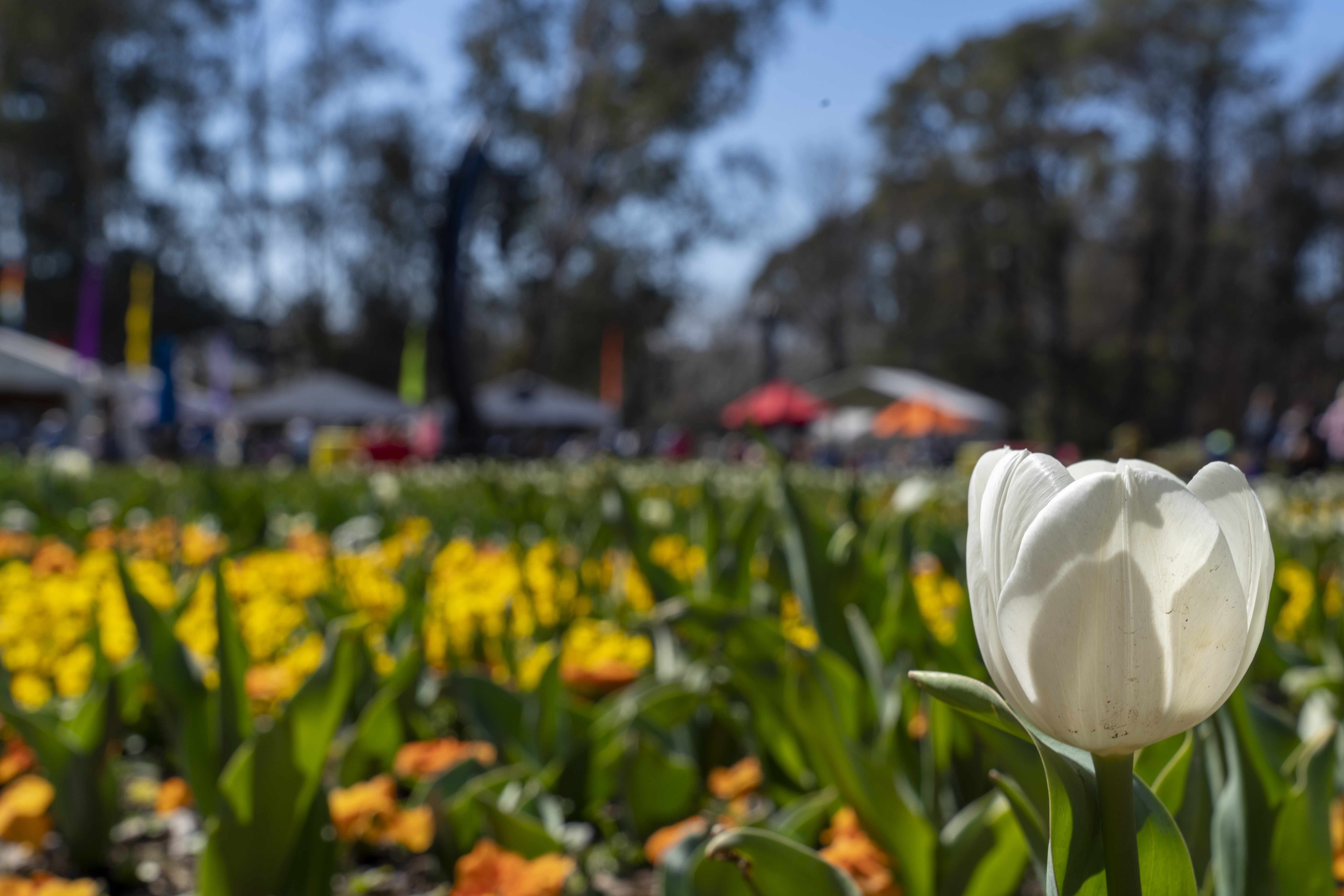 Aus act flowers credit Tourism Australia
