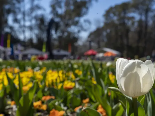 Aus act flowers credit Tourism Australia