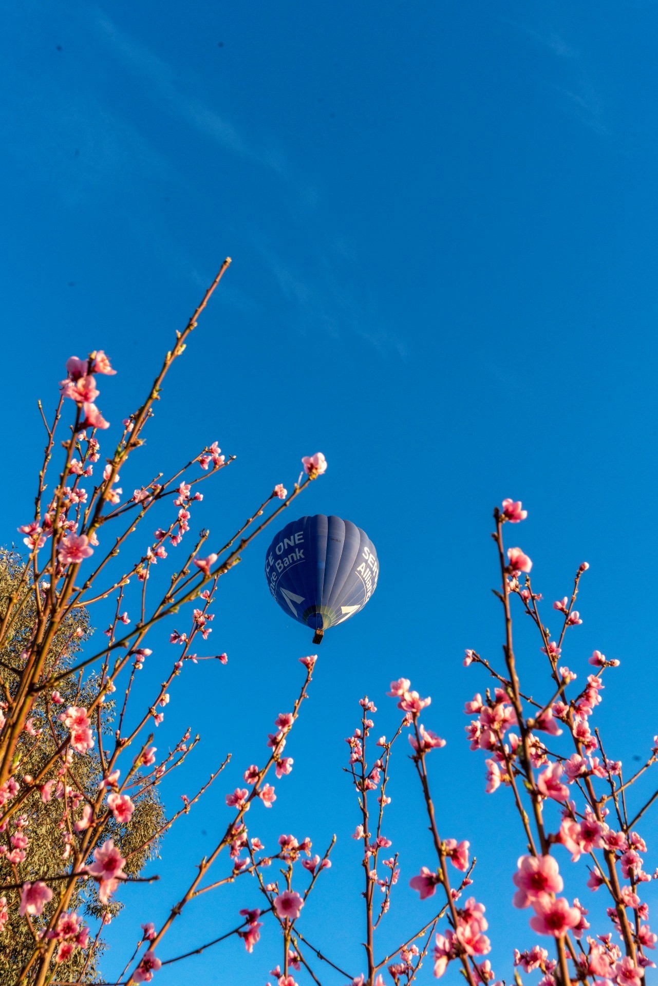 Heißluftballon fliegt durch blauen Himmel mit Pflanzen im Vordergrund