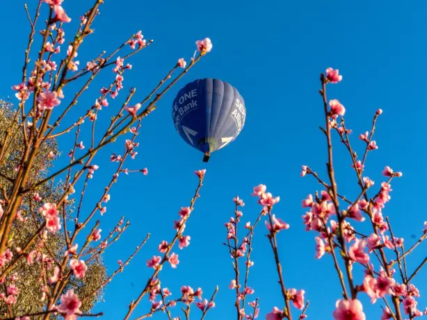 Heißluftballon fliegt durch blauen Himmel mit Pflanzen im Vordergrund